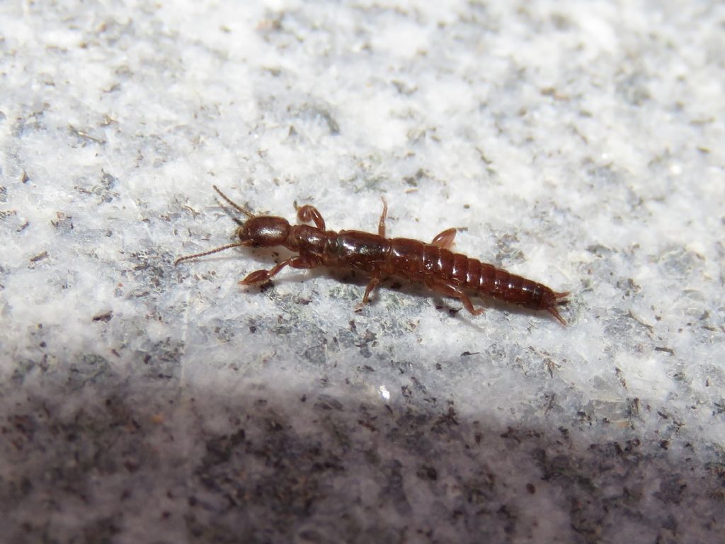 Embioptera ID